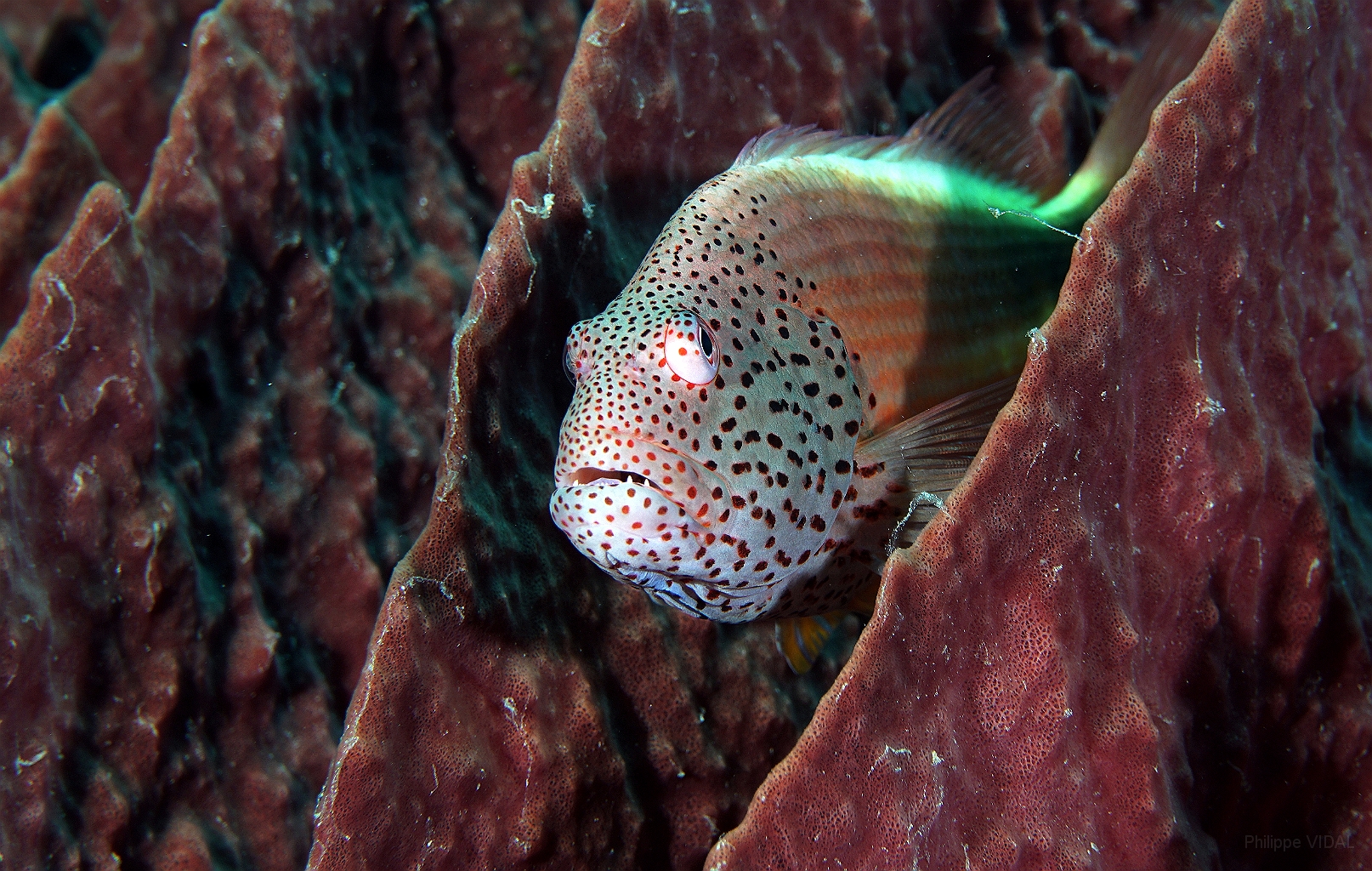 Banda Sea 2018 - DSC05729_rc - Freckled hawkfish Poisson faucon a taches- Paracirrhites forsteri.jpg